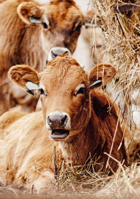 Calving facility systems