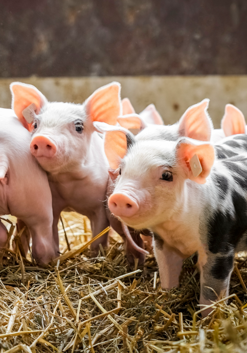 Hog watering systems